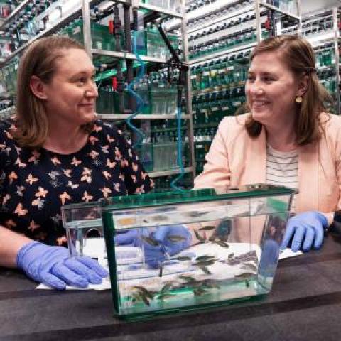 Sarah Kucenas’ lab expands the field of neuroscience with zebrafish