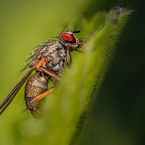 The Bergland Lab is recruiting volunteers for the 2023 fly collection season!