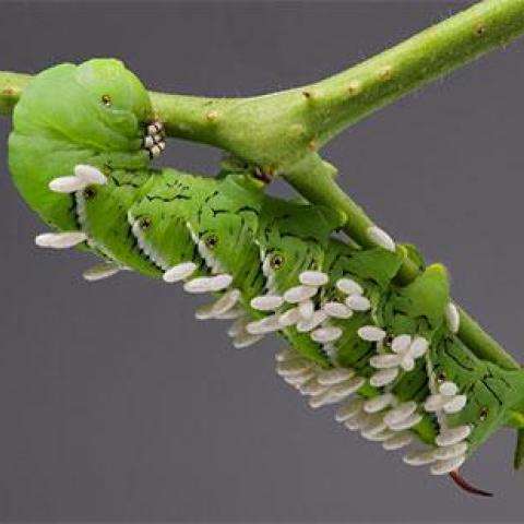 Jay Hirsh’s tobacco hornworm