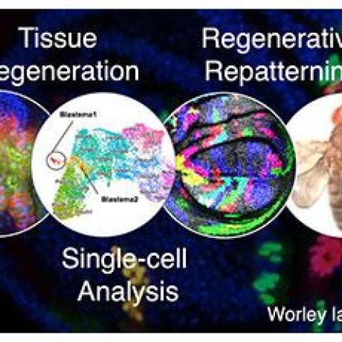 Melanie Worley is starting research group