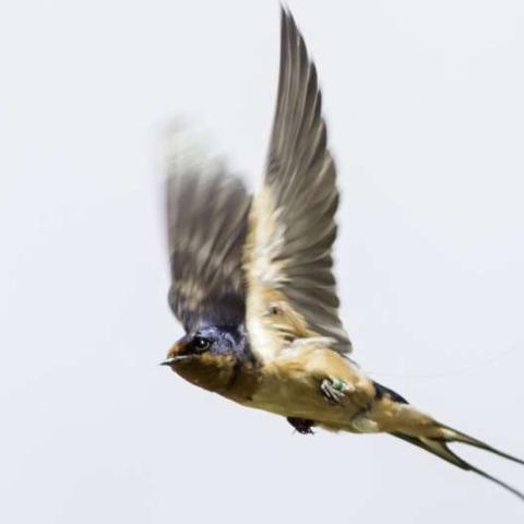 A Hirundo rustica erythrogaster from Colorado. Credit: Matt Wilkins