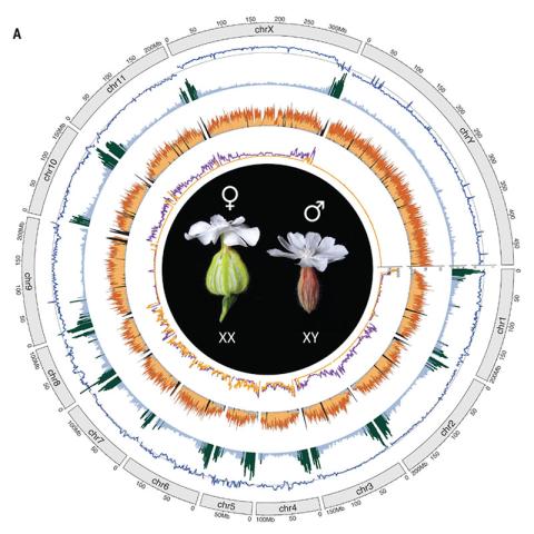 Publication: The Silene latifolia genome and its giant Y chromosome