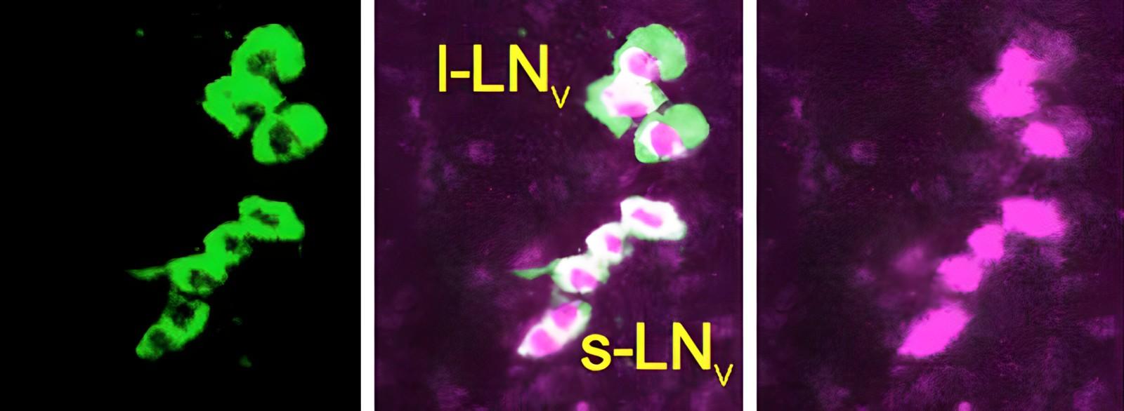 Hirsh Lab