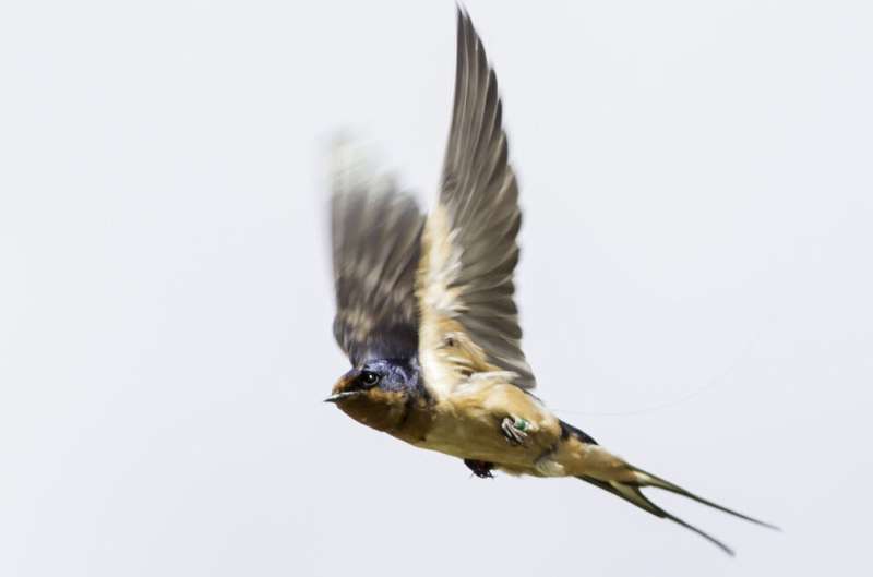 A Hirundo rustica erythrogaster from Colorado. Credit: Matt Wilkins