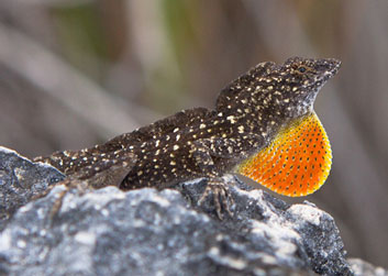 Congrats to Ashlyn Crain and colleagues from the Cox lab for their recent publication.