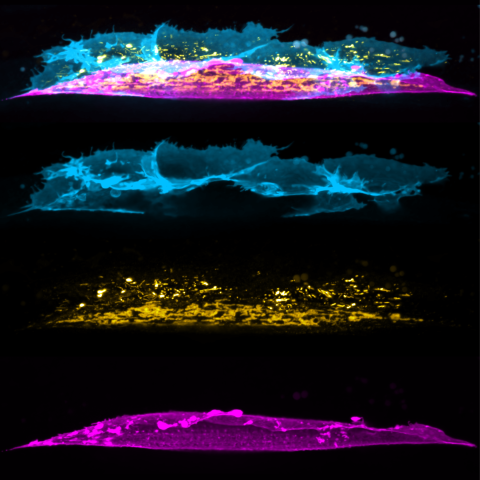 FGF diffusion is required for directed migration of postembryonic muscle progenitors in C. elegans