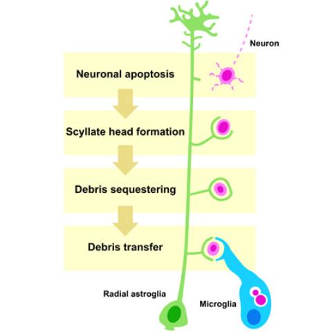 Congrats to Heather Barber and colleagues from the Kucenas lab for their recent publication
